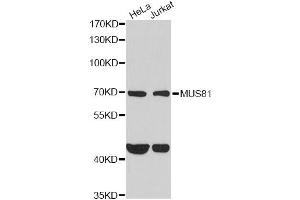 Western blot analysis of extracts of various cell lines, using MUS81 antibody (ABIN2563983) at 1:1000 dilution. (MUS81 anticorps)