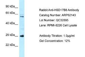 Western Blotting (WB) image for anti-Hydroxysteroid (17-Beta) Dehydrogenase 8 (HSD17B8) (N-Term) antibody (ABIN2789035) (HSD17B8 anticorps  (N-Term))