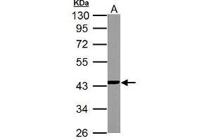 WB Image NDUFA10 antibody detects NDUFA10 protein by Western blot analysis.