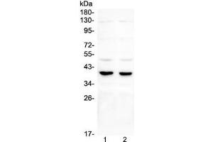 Western blot testing of 1) rat testis, 2) mouse testis, 3) rat brain, 4) mouse brain and 5) human U87 lysate with DMRT1 antibody. (DMRT1 anticorps)
