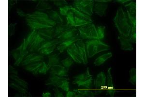 anti-PDZ and LIM Domain 7 (Enigma) (PDLIM7) (AA 1-457) antibody