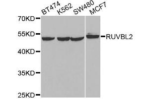 Western blot analysis of extracts of various cell lines, using RUVBL2 antibody. (RUVBL2 anticorps)