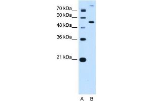 PPAT antibody used at 0.