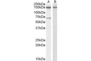 Image no. 1 for anti-Acetylcholinesterase (AChE) (AA 601-614) antibody (ABIN296619) (Acetylcholinesterase anticorps  (AA 601-614))