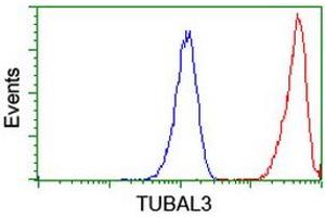 Image no. 2 for anti-Tubulin, alpha-Like 3 (TUBAL3) (AA 150-446) antibody (ABIN1490952) (TUBAL3 anticorps  (AA 150-446))