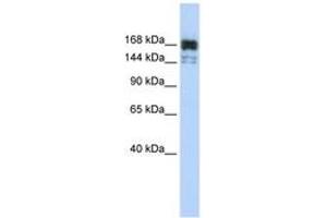 Image no. 1 for anti-5'-3' Exoribonuclease 1 (XRN1) (AA 1260-1309) antibody (ABIN6743025)