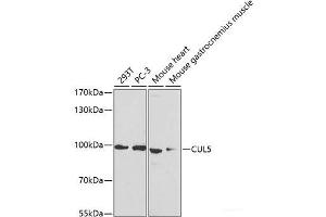 Western blot analysis of extracts of various cell lines using CUL5 Polyclonal Antibody at dilution of 1:1000. (Cullin 5 anticorps)