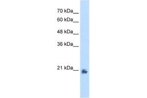 Western Blotting (WB) image for anti-Methyltransferase Like 7A (METTL7A) antibody (ABIN2462577) (METTL7A anticorps)