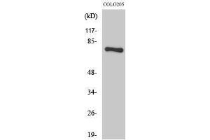 Western Blotting (WB) image for anti-H2.0-Like Homeobox (HLX) (C-Term) antibody (ABIN3185046) (HLX anticorps  (C-Term))