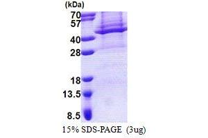 SDS-PAGE (SDS) image for Apolipoprotein L, 4 (APOL4) (AA 1-348) protein (His tag) (ABIN6387262)