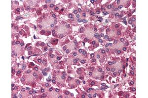 Anti-SEPT4 / Septin 4 antibody IHC of human pancreas. (Septin 4 anticorps  (N-Term))