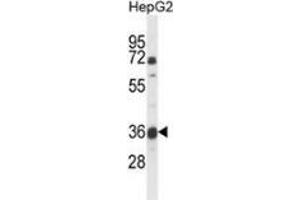 Western blot analysis of MOSC1 (arrow) in HepG2 cell line lysates (35ug/lane) using MOSC1 (MOSC1 anticorps  (Middle Region))