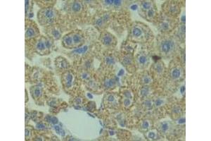 Used in DAB staining on fromalin fixed paraffin- embedded Kidney tissue (Manic Fringe anticorps  (AA 73-310))