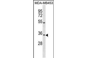 Western blot analysis in MDA-MB453 cell line lysates (35ug/lane). (OSTM1 anticorps  (C-Term))