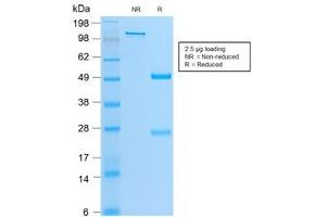 SDS-PAGE analysis of purified, BSA-free recombinant MyoD antibody (clone MYOD1/2075R) as confirmation of integrity and purity. (MYOD1 anticorps)
