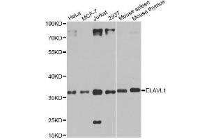 Western blot analysis of extracts of various cell lines, using ELAVL1 antibody.