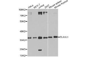 Western blot analysis of extracts of various cell lines, using ELAVL1 antibody. (ELAVL1 anticorps  (AA 1-100))