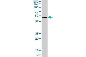 SNUPN MaxPab rabbit polyclonal antibody. (Snurportin 1 anticorps  (AA 1-360))