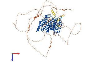 AlphaFold protein structure predicition of Human Recombinant HASPIN Protein, UniprotID Q8TF76