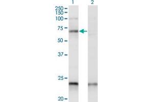 Western Blot analysis of CREB5 expression in transfected 293T cell line by CREB5 monoclonal antibody (M01), clone 1E2.