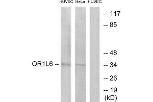 Western Blotting (WB) image for anti-Olfactory Receptor, Family 1, Subfamily L, Member 6 (OR1L6) (Internal Region) antibody (ABIN1853198) (OR1L6 anticorps  (Internal Region))