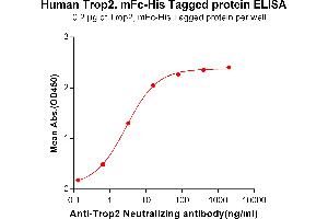 ELISA plate pre-coated by 2 μg/mL (100 μL/well) Human Trop2, mFc-His tagged protein (ABIN6961178, ABIN7042385 and ABIN7042386) can bind Anti-Trop2 Neutralizing antibody ABIN6964436 and ABIN7272572 in a linear range of 0.