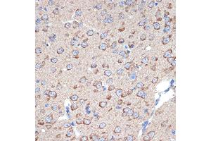 Immunohistochemistry of paraffin-embedded mouse brain using ERp29 Rabbit mAb (ABIN7266943) at dilution of 1:100 (40x lens). (ERP29 anticorps)