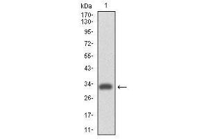 Image no. 1 for anti-Integrin alpha 4 (ITGA4) antibody (ABIN1501728) (ITGA4 anticorps)