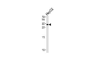 NKX6-3 Antibody (Center) (ABIN1538649 and ABIN2849277) western blot analysis in HepG2 cell line lysates (35 μg/lane). (NK6 Homeobox 3 anticorps  (AA 83-109))