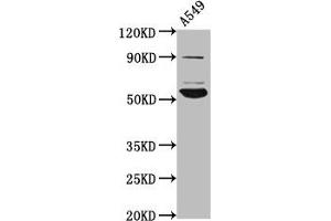 Western Blot Positive WB detected in: A549 whole cell lysate All lanes: PIGV antibody at 4.