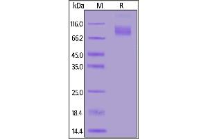 Fed Human CD30, Fc Tag on  under reducing (R) condition.