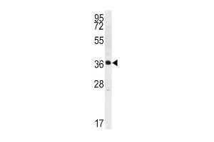 Western blot analysis of Kallikrein 2 (KLK2) Antibody (C-term) (ABIN1536788 and ABIN2840737) in K562 cell line lysates (35 μg/lane). (Kallikrein 2 anticorps  (C-Term))