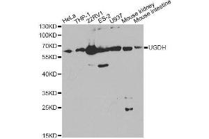 Western blot analysis of extracts of various cell lines, using UGDH Antibody. (UGDH anticorps  (AA 165-494))