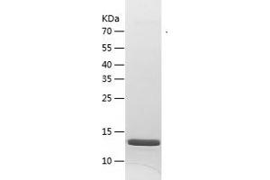 Western Blotting (WB) image for Interleukin 22 (IL22) (AA 27-172) protein (His tag) (ABIN7123576)