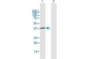 Western Blot analysis of BCAT2 expression in transfected 293T cell line by BCAT2 MaxPab polyclonal antibody. (BCAT2 anticorps  (AA 1-392))