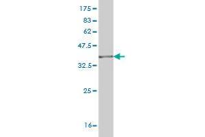 Western Blot detection against Immunogen (36.