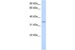 WB Suggested Anti-PAQR6 Antibody Titration:  0. (PAQR6 anticorps  (Middle Region))