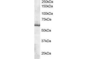 Image no. 1 for anti-Thioredoxin Reductase 1 (TXNRD1) (C-Term) antibody (ABIN374236) (TXNRD1 anticorps  (C-Term))