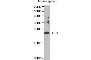 Western blot analysis of extracts of mouse spleen, using DR1 antibody.
