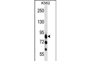 RK3 Antibody  (ABIN391339 and ABIN2841362) western blot analysis in K562 cell line lysates (35 μg/lane). (MARK3 anticorps  (C-Term))