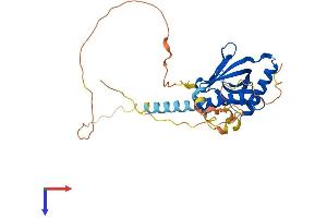 AlphaFold protein structure predicition of Human Recombinant LDLRAP1 Protein, UniprotID Q5SW96