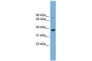 Image no. 1 for anti-Transcription Factor MafA (MAFA) (C-Term) antibody (ABIN6744655)