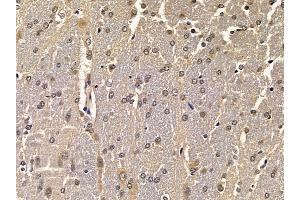 ABIN6258224 and ABIN6275160 at 1/100 staining rat brain tissue by IHC-P. (GRB2 anticorps  (C-Term))