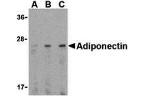 Western Blotting (WB) image for anti-Adiponectin (ADIPOQ) (C-Term) antibody (ABIN1030223) (ADIPOQ anticorps  (C-Term))