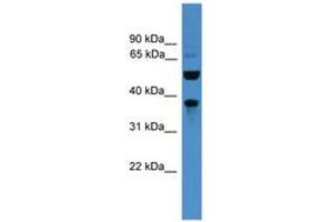 Image no. 1 for anti-Bestrophin 3 (BEST3) (AA 21-70) antibody (ABIN6745454) (Bestrophin 3 anticorps  (AA 21-70))