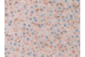 Detection of SERPINA10 in Rat Liver Tissue using Polyclonal Antibody to Serpin A10 (SERPINA10) (SERPINA10 anticorps  (AA 278-425))