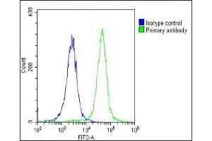 Overlay histogram showing Hela cells stained with (ABIN6243783 and ABIN6578884)(green line).