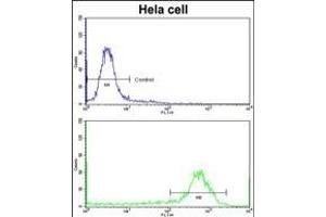 Flow cytometric analysis of hela cells using CFL1 Antibody (N-term)(bottom histogram) compared to a negative control cell (top histogram)FITC-conjugated goat-anti-rabbit secondary antibodies were used for the analysis. (Cofilin anticorps  (N-Term))