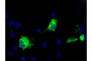 Image no. 4 for anti-thromboxane A Synthase 1 (Platelet) (TBXAS1) antibody (ABIN1501383)