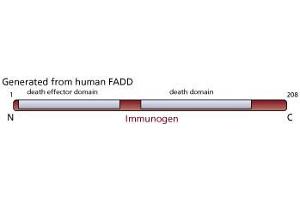 Image no. 1 for anti-Fas (TNFRSF6)-Associated Via Death Domain (FADD) antibody (ABIN967524) (FADD anticorps)
